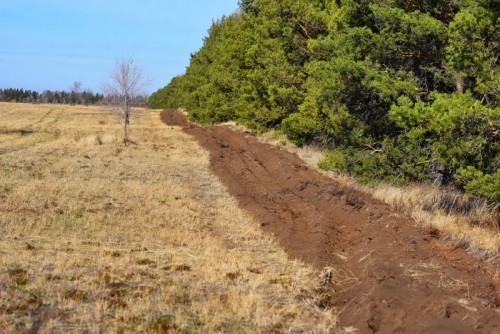 Тысячи деревьев для сталинской лесополосы: в Ташлинском районе сажают молодые сосны