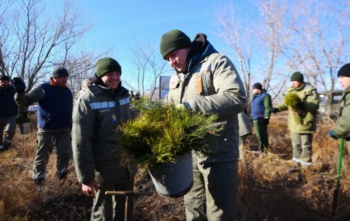 Тысячи деревьев для сталинской лесополосы: в Ташлинском районе сажают молодые сосны