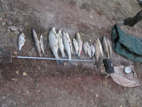 Сотрудники ОГИБДД ОМВД России по Саракташскому району задержали браконьеров