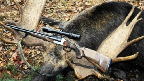 Оренбуржцу, убившему трёх лосей, грозит тюрьма