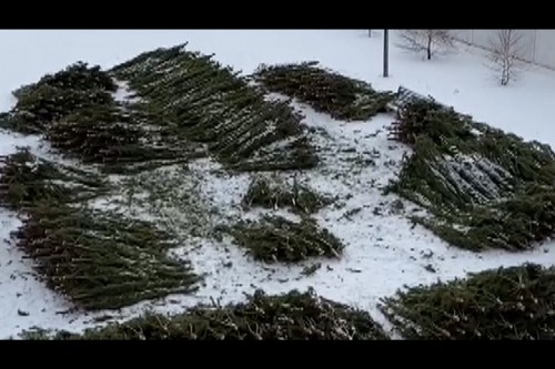 Сотрудниками полиции Абдулинского района выявлен факту незаконный вырубки около 1 700 сосен