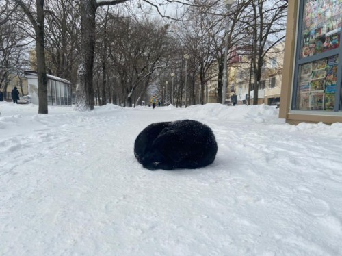 Оренбургская область находится на стыке двух барических образований Оренбургская область находится на стыке двух барических образований