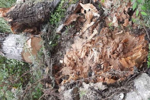 В незаконной рубке 17 тополей подозревается заместитель директора организации В незаконной рубке 17 тополей подозревается заместитель директора организации