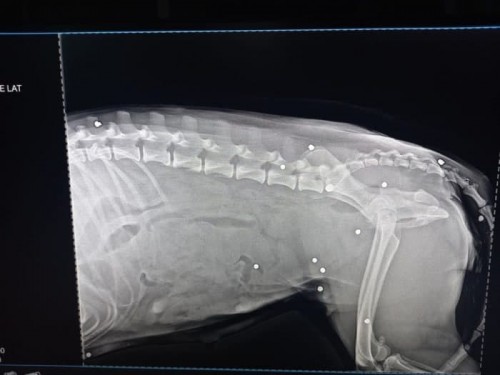 Сотрудники полиции начали проверку по факту расстрела собаки