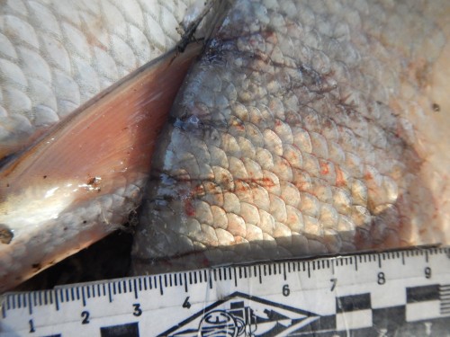 Полицейские Новотроицка ждали браконьеров на берегу