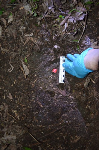 В Оренбургской области полицейскими изъято более 200 свертков героина, подготовленных к сбыту иностранцами