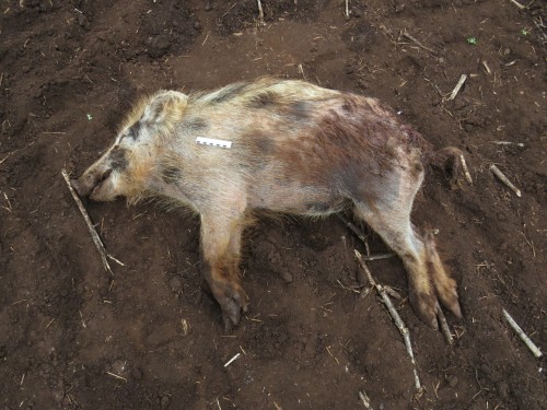 Дознавателем Октябрьского района направлено в суд уголовное дело по факту незаконной охоты с причинением крупного ущерба