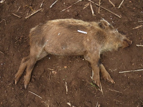 Дознавателем Октябрьского района направлено в суд уголовное дело по факту незаконной охоты с причинением крупного ущерба