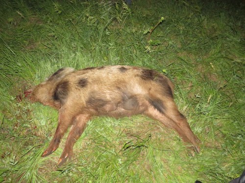 Дознавателем Октябрьского района направлено в суд уголовное дело по факту незаконной охоты с причинением крупного ущерба