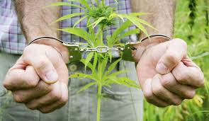 На территории Оренбургской области проведен 1 этап операции «Мак – 2022» На территории Оренбургской области проведен 1 этап операции «Мак – 2022»