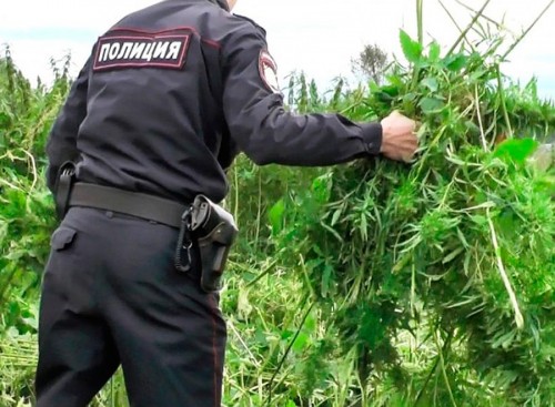 Полицейские Орска задержали местного жителя с крупной партией марихуаны