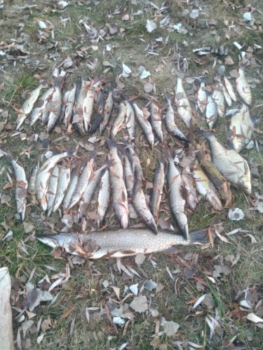 Участковые уполномоченные ОМВД России по Саракташскому району выявили браконьеров