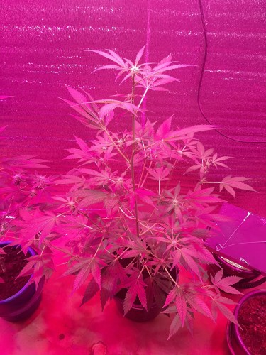 Саракташскими полицейскими изъяты наркотики растительного происхождения Саракташскими полицейскими изъяты наркотики растительного происхождения