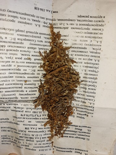 Саракташскими полицейскими в ходе акции «Сообщи, где торгуют смертью!», изъяты наркотики растительного происхождения Саракташскими полицейскими в ходе акции «Сообщи, где торгуют смертью!», изъяты наркотики растительного происхождения