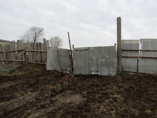 Первомайскими полицейскими по горячим следам задержан мужчина, совершивший кражу быка