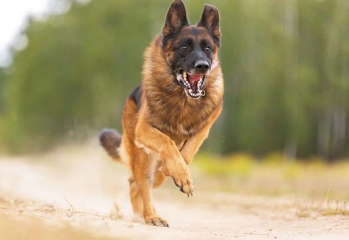 В Орске немецкая овчарка покусала 4-летнего мальчика