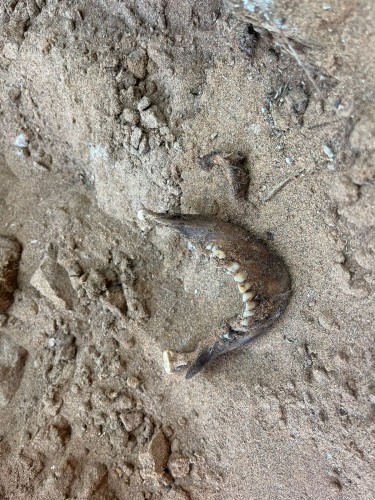 На Тоцком полигоне нашли останки человека