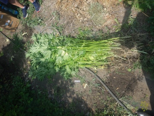 В Новотроицке полицейские задержали подозреваемого в незаконном культивировании наркотикосодержащих растений В Новотроицке полицейские задержали подозреваемого в незаконном культивировании наркотикосодержащих растений