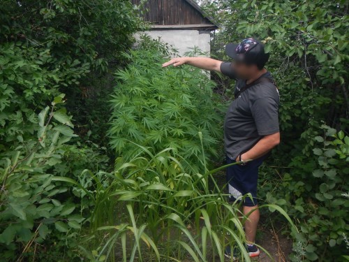 В Новотроицке полицейские задержали подозреваемого в незаконном культивировании наркотикосодержащих растений В Новотроицке полицейские задержали подозреваемого в незаконном культивировании наркотикосодержащих растений