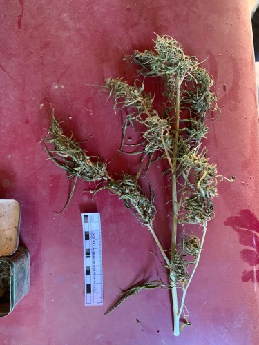 Сотрудники полиции при осмотре частного дома и надворных построек жителя с. Гребени обнаружили свертки с растительной массой зеленого цвета. Сотрудники полиции при осмотре частного дома и надворных построек жителя с. Гребени обнаружили свертки с растительной массой зеленого цвета.