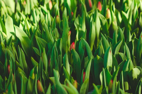 В оренбургском тепличном хозяйстве внедрены технологии бережливого производства В оренбургском тепличном хозяйстве внедрены технологии бережливого производства
