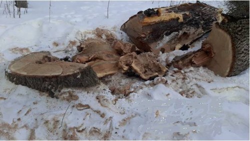 Год лишения свободы и штраф почти 2 000 000 рублей получил местный житель за вырубку дубов Год лишения свободы и штраф почти 2 000 000 рублей получил местный житель за вырубку дубов