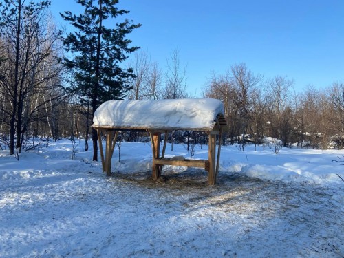Обитатели Бузулукского бора за зиму съели 70 тонн ячменя 