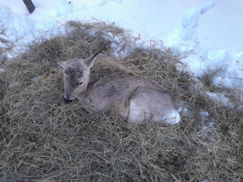 В Бузулукском бору обнаружили обессилившую косулю