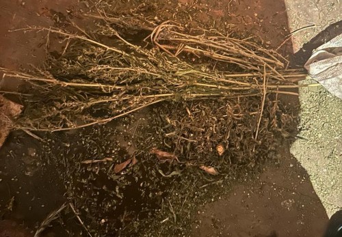 В Бугурусланском районе полицейские изъяли у местного жителя более 700 граммов марихуаны