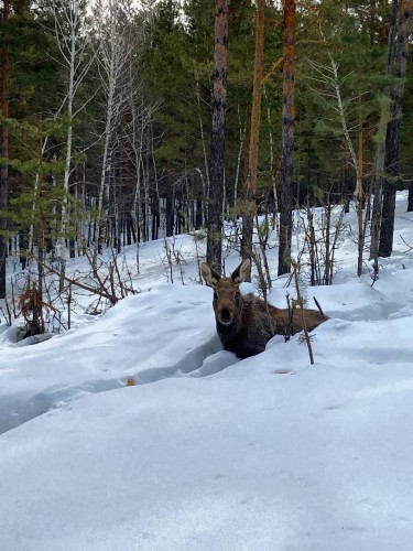 Лосям в Бузулуском бору трудно передвигаться по мокрому снегу Лосям в Бузулуском бору трудно передвигаться по мокрому снегу