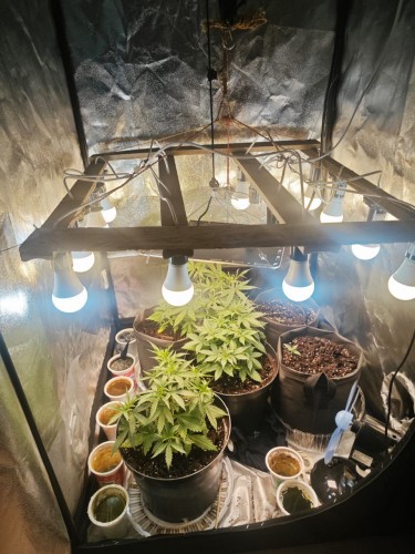 Житель посёлка Ленина выращивал коноплю Житель посёлка Ленина выращивал коноплю