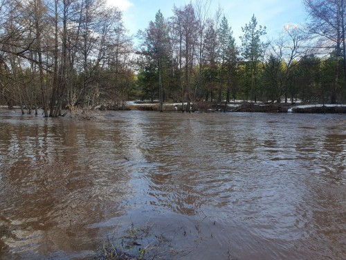 В Бузулукском боре затоплено около 11 тысяч гектаров. В Бузулукском боре затоплено около 11 тысяч гектаров.