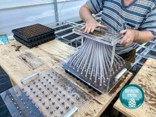 В новом питомнике «Бузулукского бора» началась первая посевная кампания