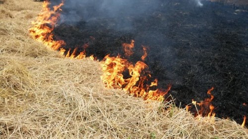 В Асекеевском районе от грозы загорелась трава?