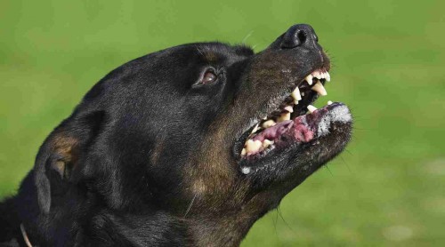 В Бугуруслане собака укусила 8-ми классника на школьном стадионе