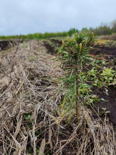 Более 5 миллионов деревьев высадили в Оренбуржье Более 5 миллионов деревьев высадили в Оренбуржье