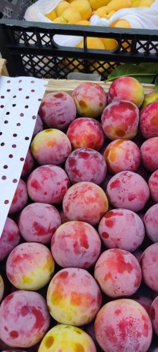 В Оренбуржье пытались провести фрукты с гусеницами В Оренбуржье пытались провести фрукты с гусеницами