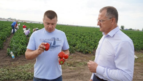 Почти две тысячи тонн овощей собрали с полей аграрии Оренбурга Почти две тысячи тонн овощей собрали с полей аграрии Оренбурга