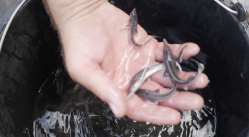 Более 13 000 мальков стерляди выпущено в Урал нефтяной компанией «Сладковско-Заречное» Более 13 000 мальков стерляди выпущено в Урал нефтяной компанией «Сладковско-Заречное»