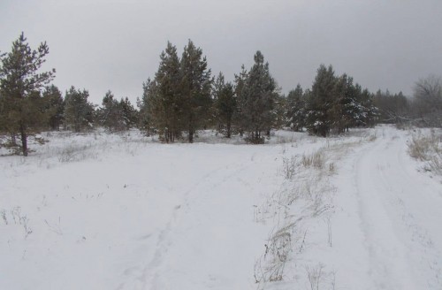 Оренбуржцы в прошлом году навредили лесу на сумму более 6 000 000 рублей Оренбуржцы в прошлом году навредили лесу на сумму более 6 000 000 рублей