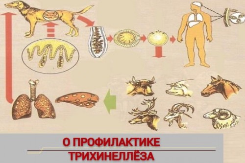 В Оренбуржье участились случаи заражения опасными глистами