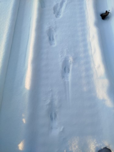 В Бузулукском бору обнаружили следы пятнистого оленя