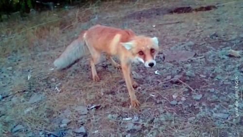 В Саракташском районе ввели карантин по бешенству