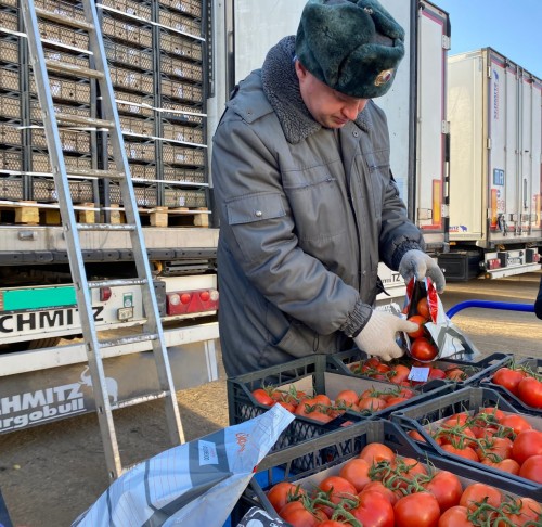 В Оренбуржье обнаружили вредные организмы в томатах из Туркмении В Оренбуржье обнаружили вредные организмы в томатах из Туркмении