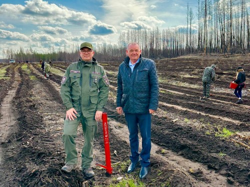В Бузулукском бору высадили 51 гектар нового леса В Бузулукском бору высадили 51 гектар нового леса
