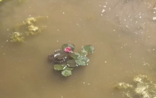 В Оренбурге водную гладь под "тропой здоровья" украсят нимфеями В Оренбурге водную гладь под "тропой здоровья" украсят нимфеями