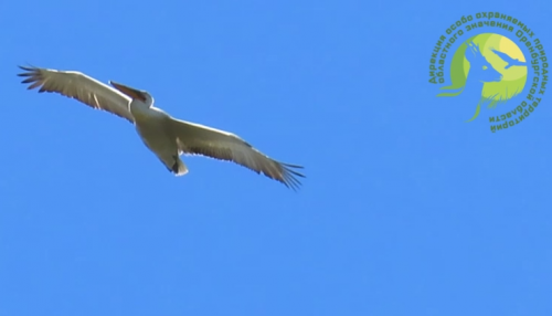 В Оренбуржье над заказником «Светлинский» заметили огромного пеликана