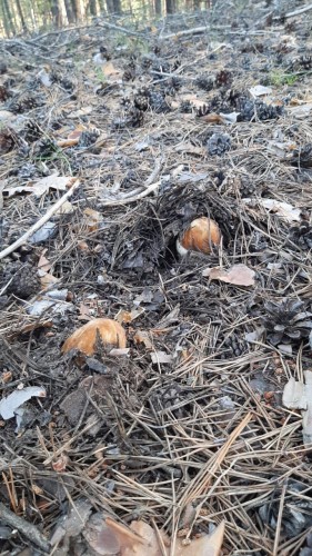 В Бузулукском бору стартовал грибной сезон В Бузулукском бору стартовал грибной сезон