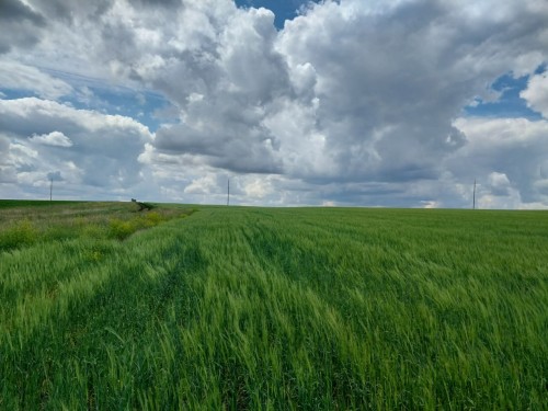 В Оренбуржье обнаружили 56 нарушений при использовании пестицидов 