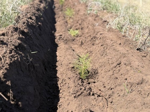 В Оренбуржье проводится агроуход за молодыми саженцами лесных культур
